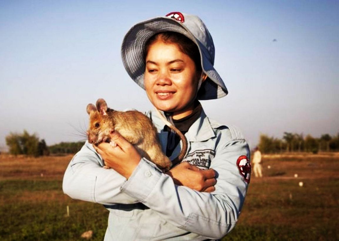 Крыса сапер из Камбоджи