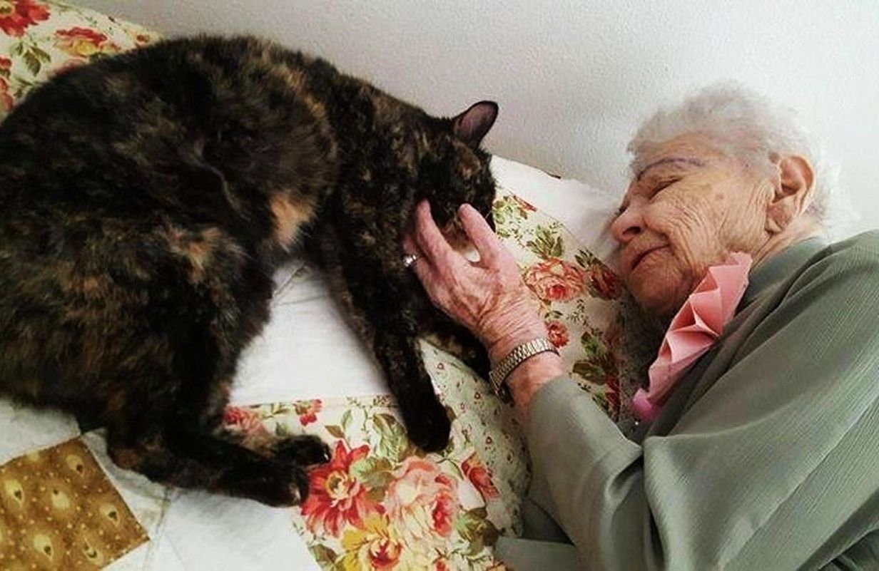 Старый кот и старушка