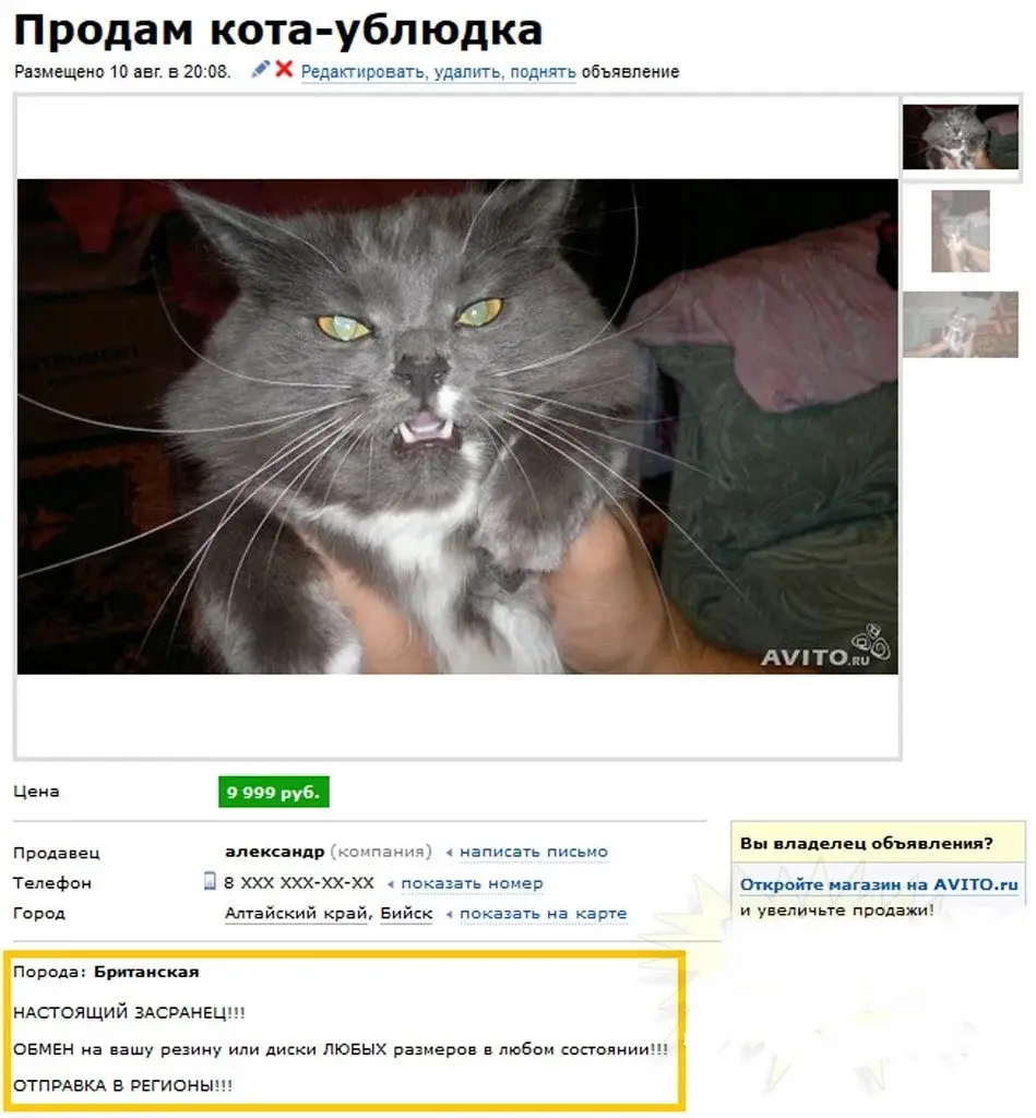 Продам кота ублюдка