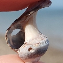 Елена, г. Новосибирск