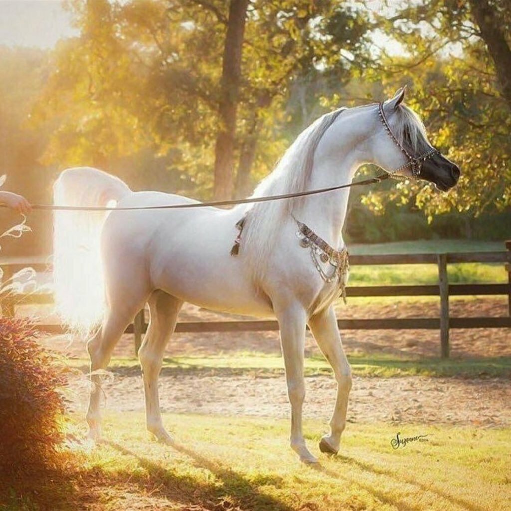 Арабские лошади фото высокого качества