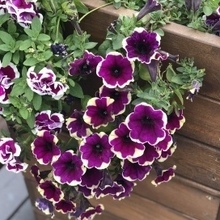 Виктория, г. Апатиты