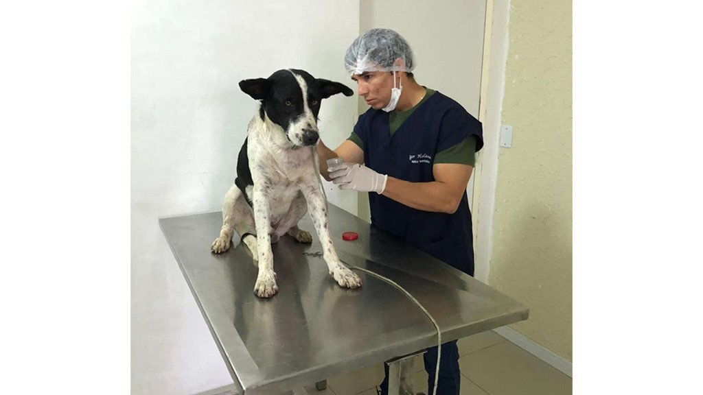 Собака приходит на помощь. Бездомная собака в ветеринарке. Ветеринар бразильский. Ветеринар от Бога.