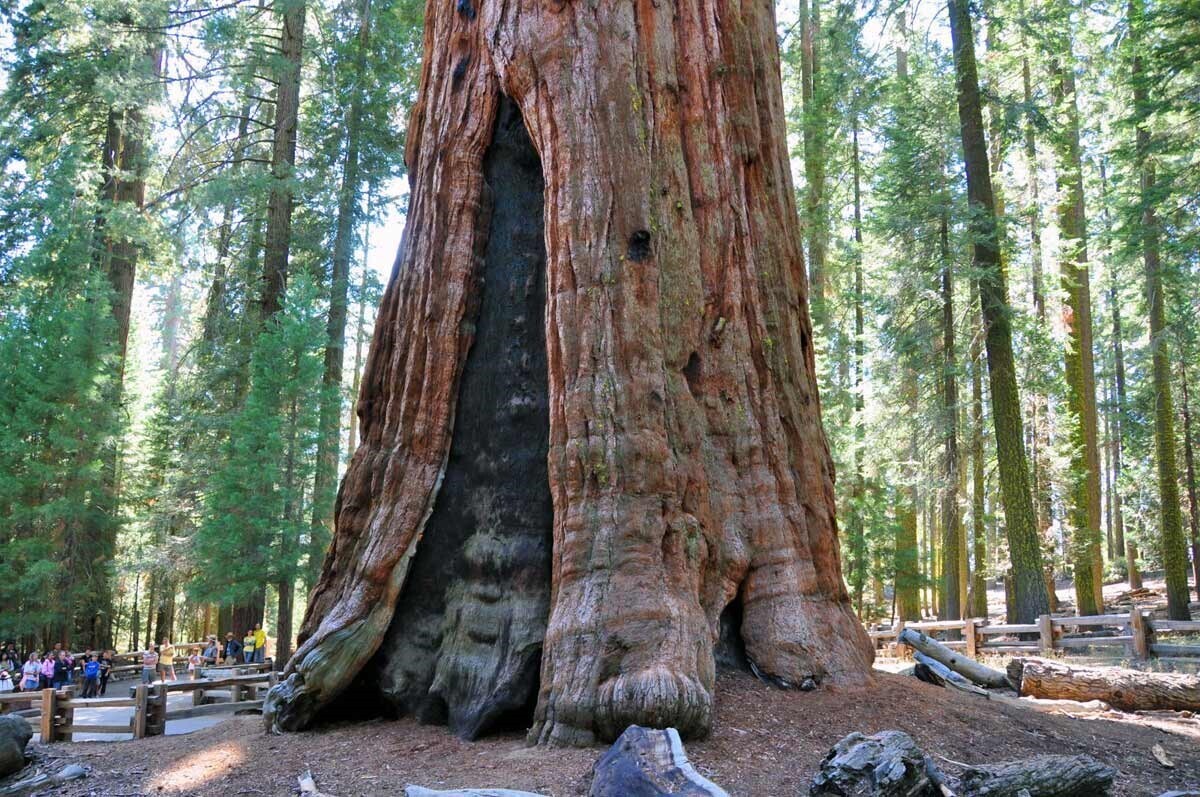 Высокое дерево в мире. Секвойя дерево Гиперион. Калифорнийская Секвойя Гиперион. Секвойя вечнозелёная Гиперион. Секвойя дерево в России.