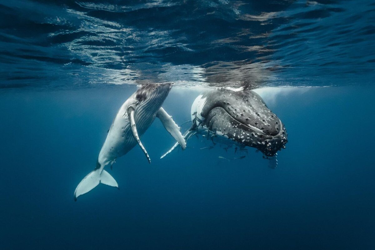 Стадо китов