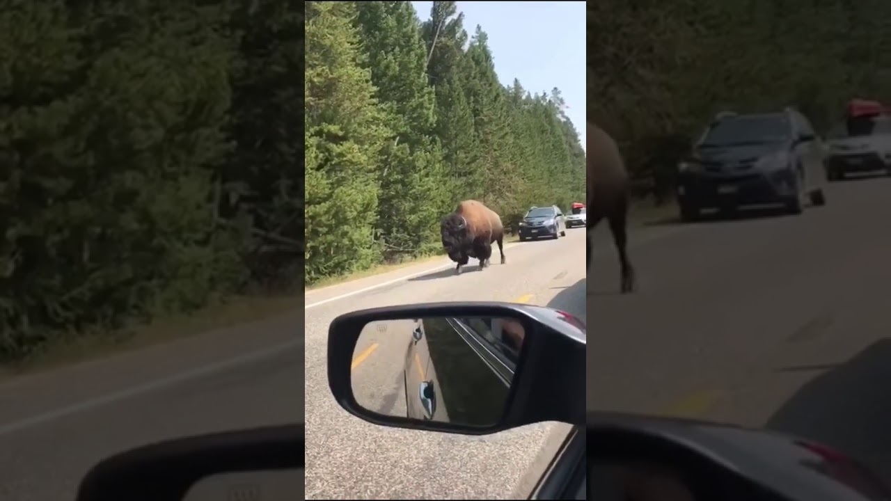 Где бродит бизон. Бизон на дороге. Гоняясь за бизоном. Видео когда едешь.
