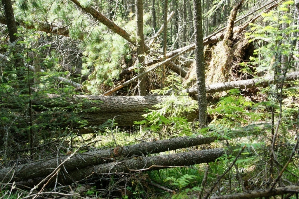 Фото поваленных деревьев в лесу