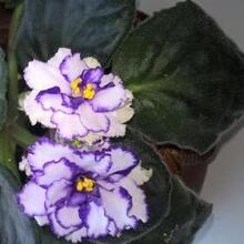 Елена, г. Калязин