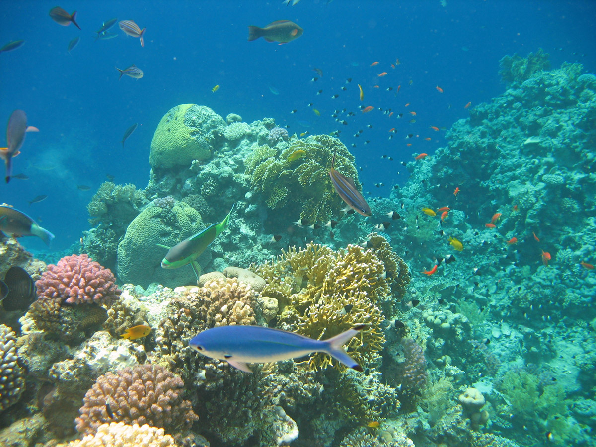 Рыбы красного моря хургада фото