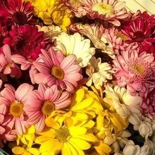 Лилия, г. Москва