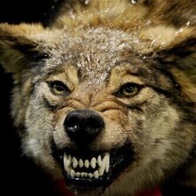 Андрей, г. Орёл