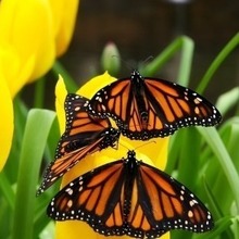 Ирина, г. Петровск-Забайкальский