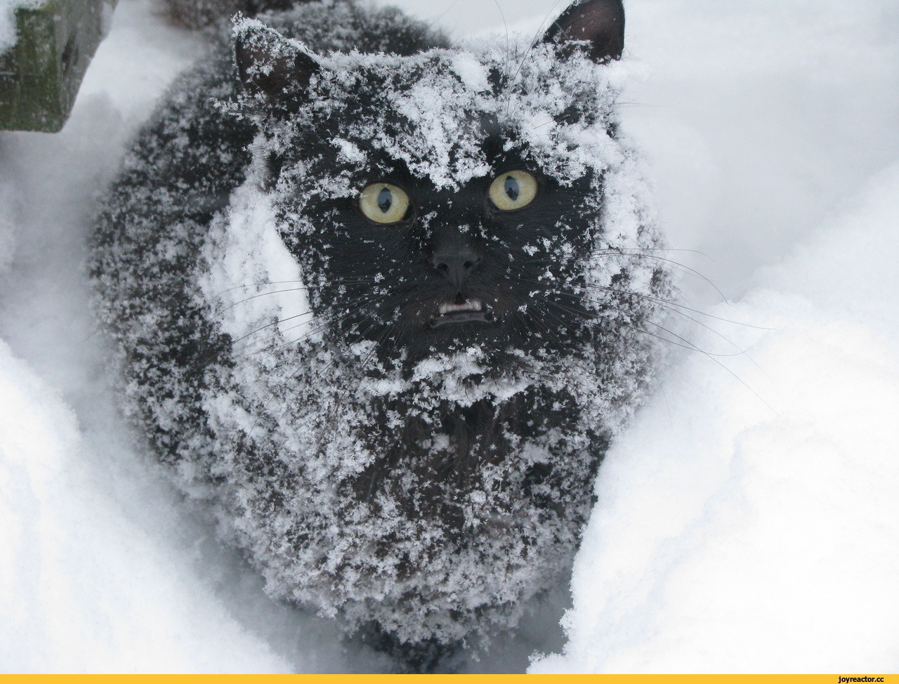 Весело со снегом. Кот замерз. Кот в снегу. Злой кот в снегу. Кот зимой.