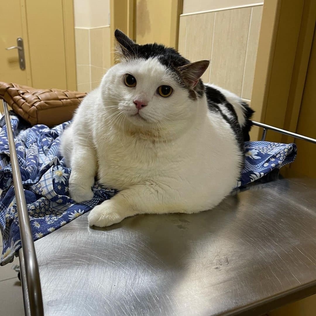 Толстый кот из Беларуси