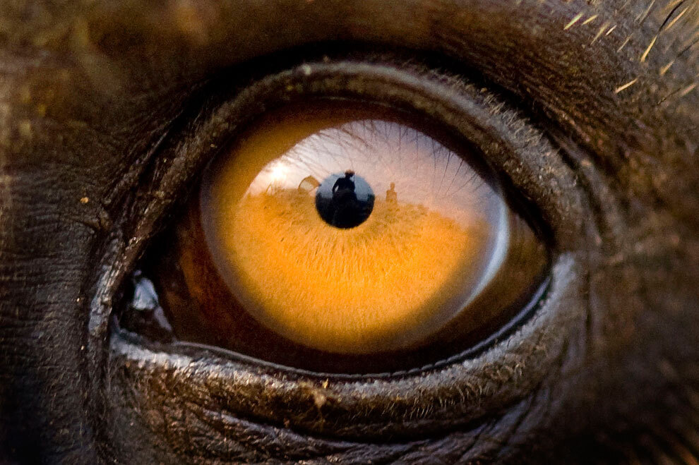 Название животного глаза. Глаза животных. Необычные глаза животных. Глаза зверя. Глаза с маленькими зрачками.
