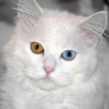 Слава Ткаченко, г. Подольск