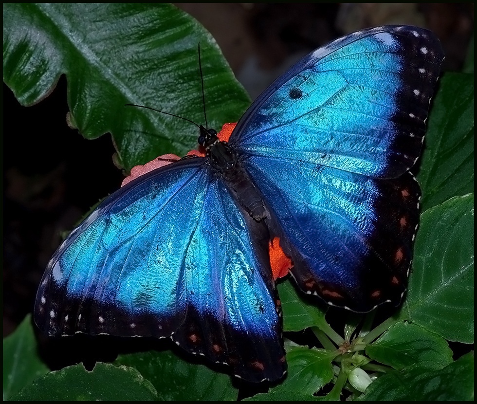 Красивейшие Бабочки Мира Фото С Названиями