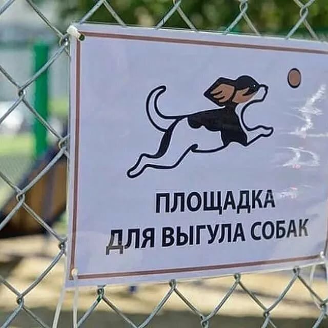 Россиянам объяснили, почему можно не выгуливать собак рано утром