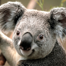  Бусарова Елена Михайловна, г. Пенза