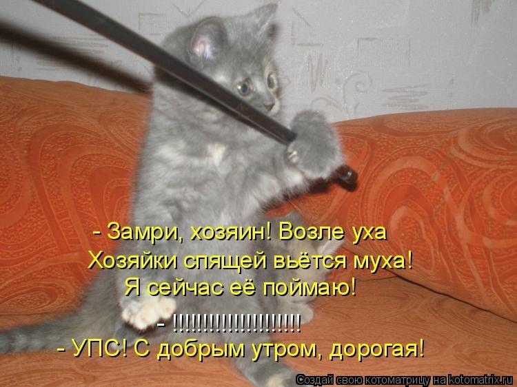 Котенок сказал. Смешные коты с надписями хулиганские. Кот получает тапком. Кот пригнулся. Ща как дам тапком.