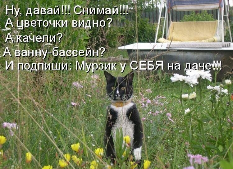 А не завести ли поросят на даче?