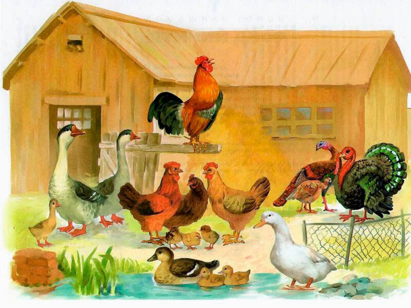 А не завести ли поросят на даче?