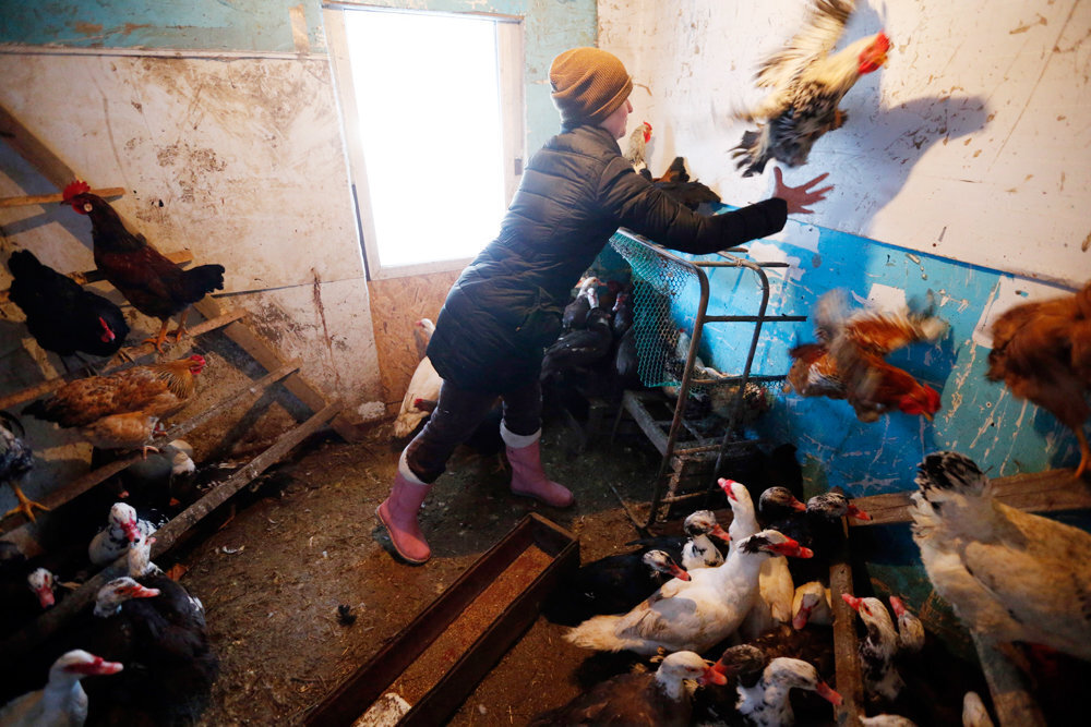 А не завести ли поросят на даче?