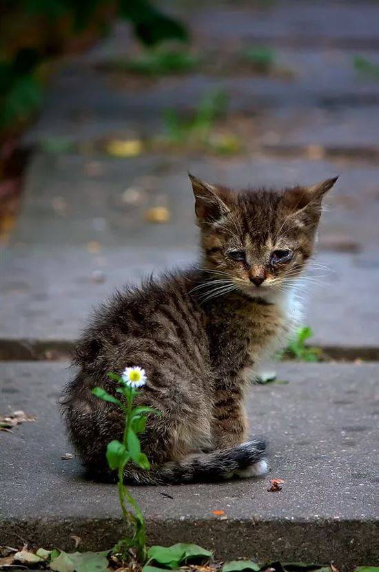 Картинки кошек на улице