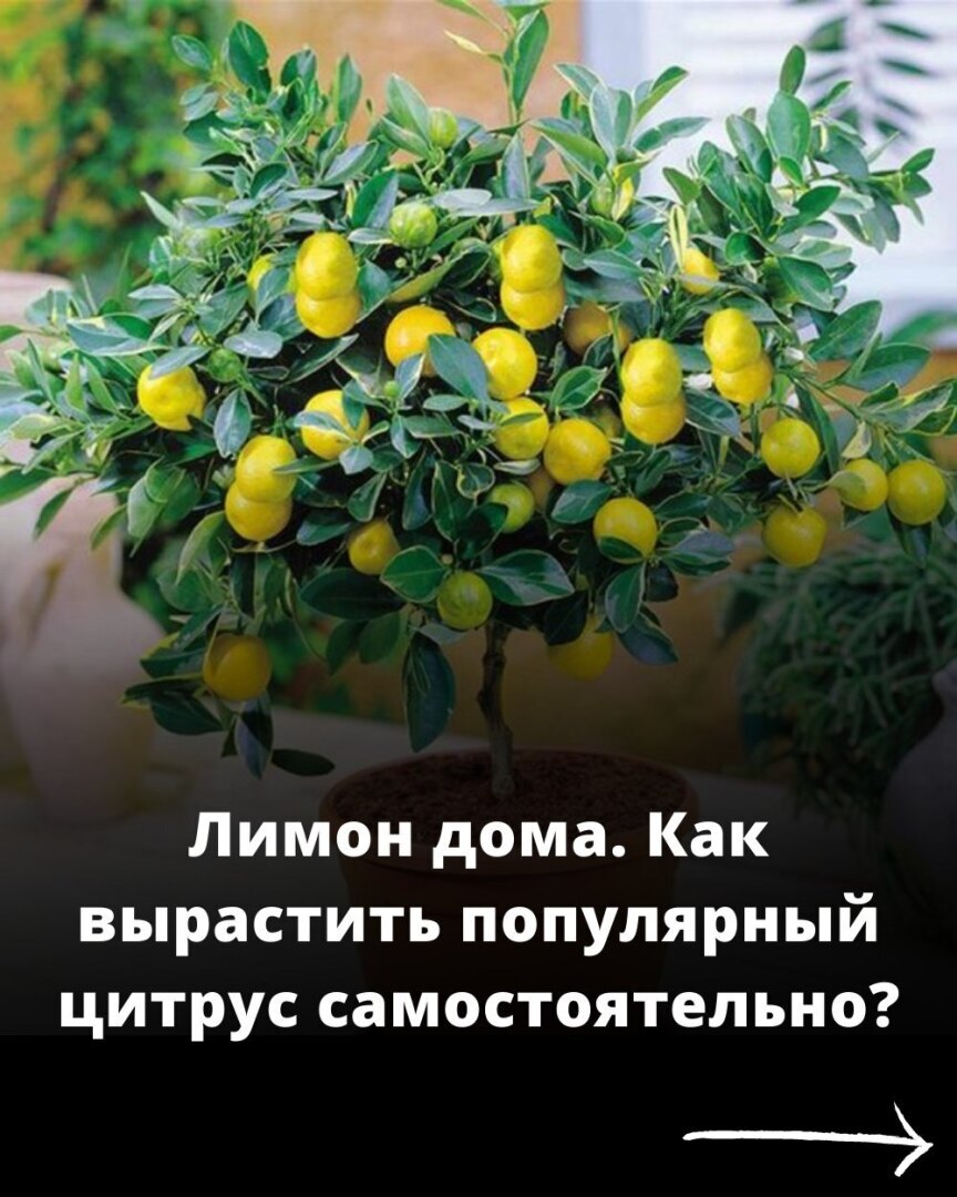 Лимон дома . Как вырастить популярный цитрус самостоятельно | Цегельник  Олег Романович, 21 октября 2021