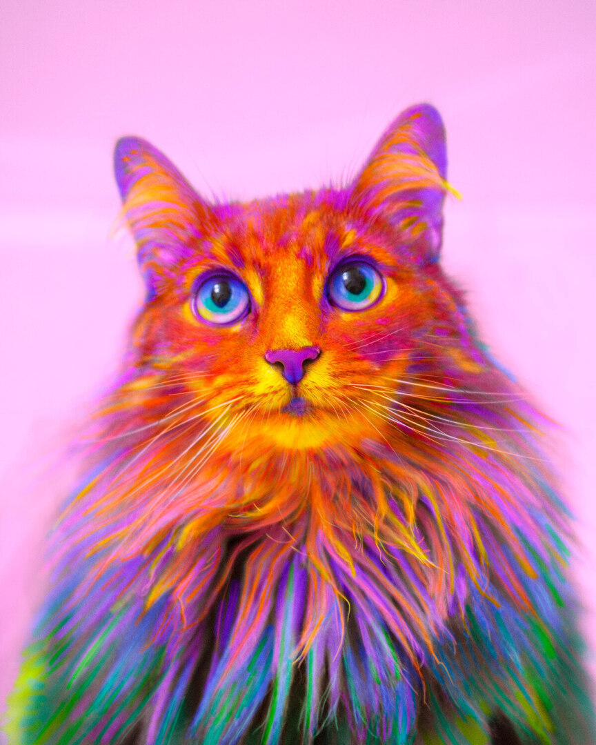 Разноцветные Кошки Фото