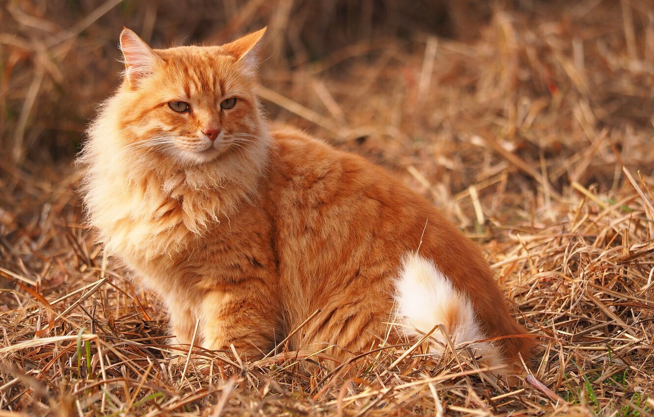 что такое красный кот. Смотреть фото что такое красный кот. Смотреть картинку что такое красный кот. Картинка про что такое красный кот. Фото что такое красный кот