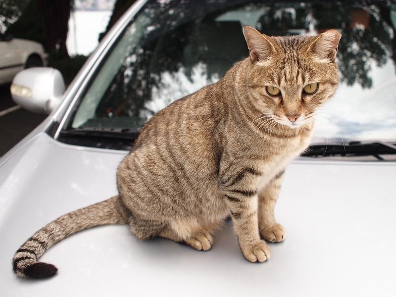 Как коты находят дорогу. Как коты находят дорогу