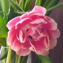 Анастасия, г. Давлеканово