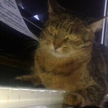 Лилия, г. Сергиев Посад