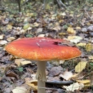 Иванова Софья Марковна