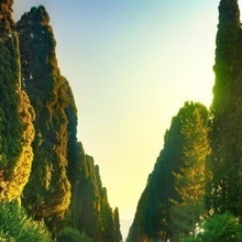 Алла, г. Сыктывкар