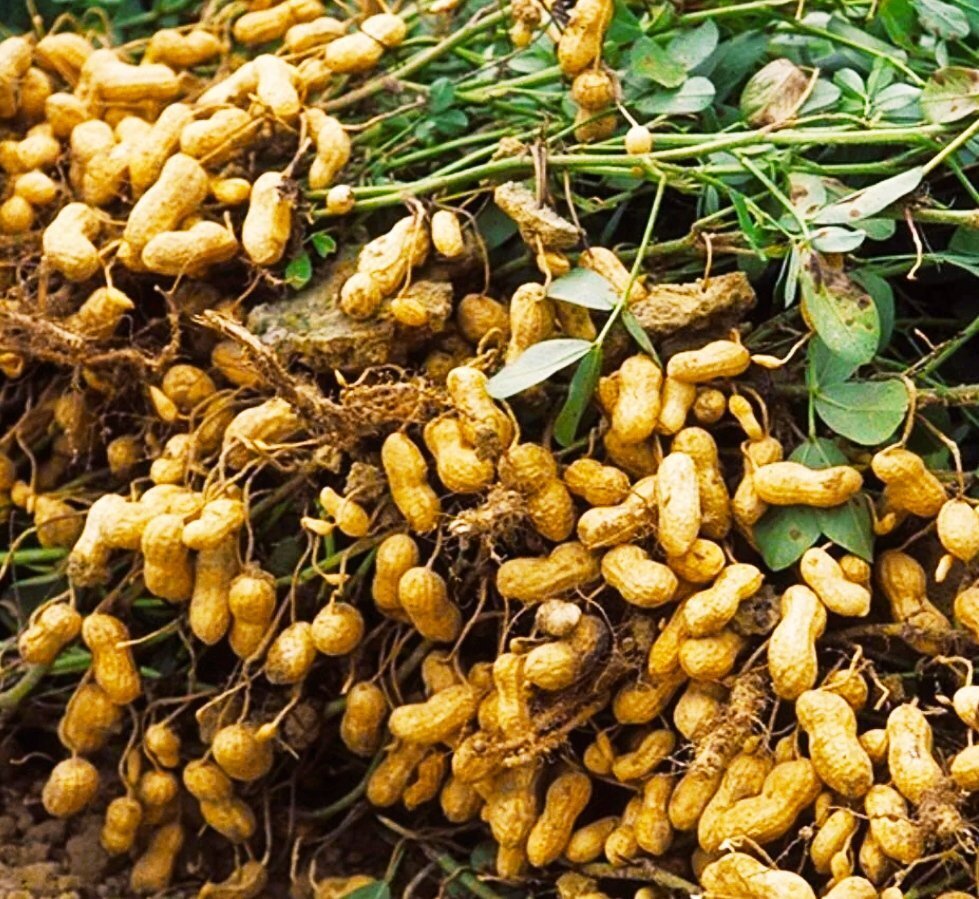 Как растет арахис в природе фото и где растет