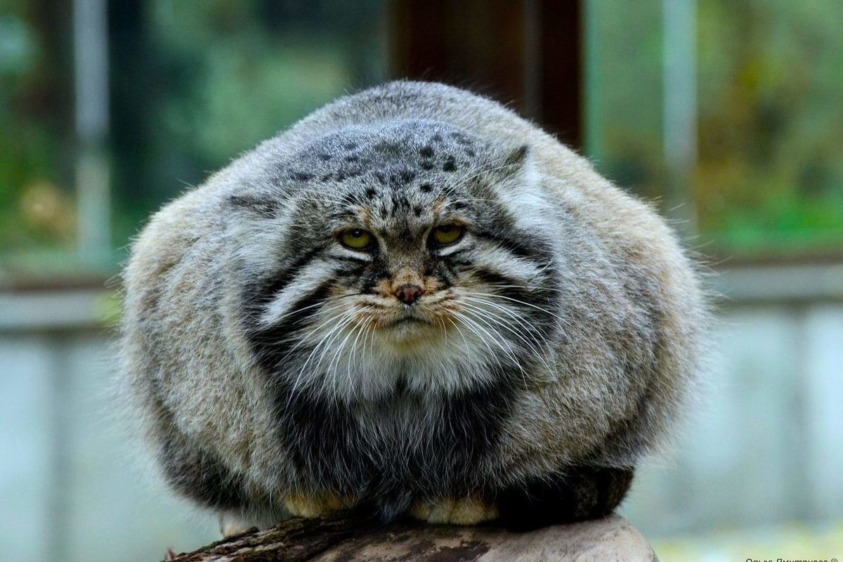 Коты-Манулы, топ 10 фактов, почему их считают самыми сердитыми котами!