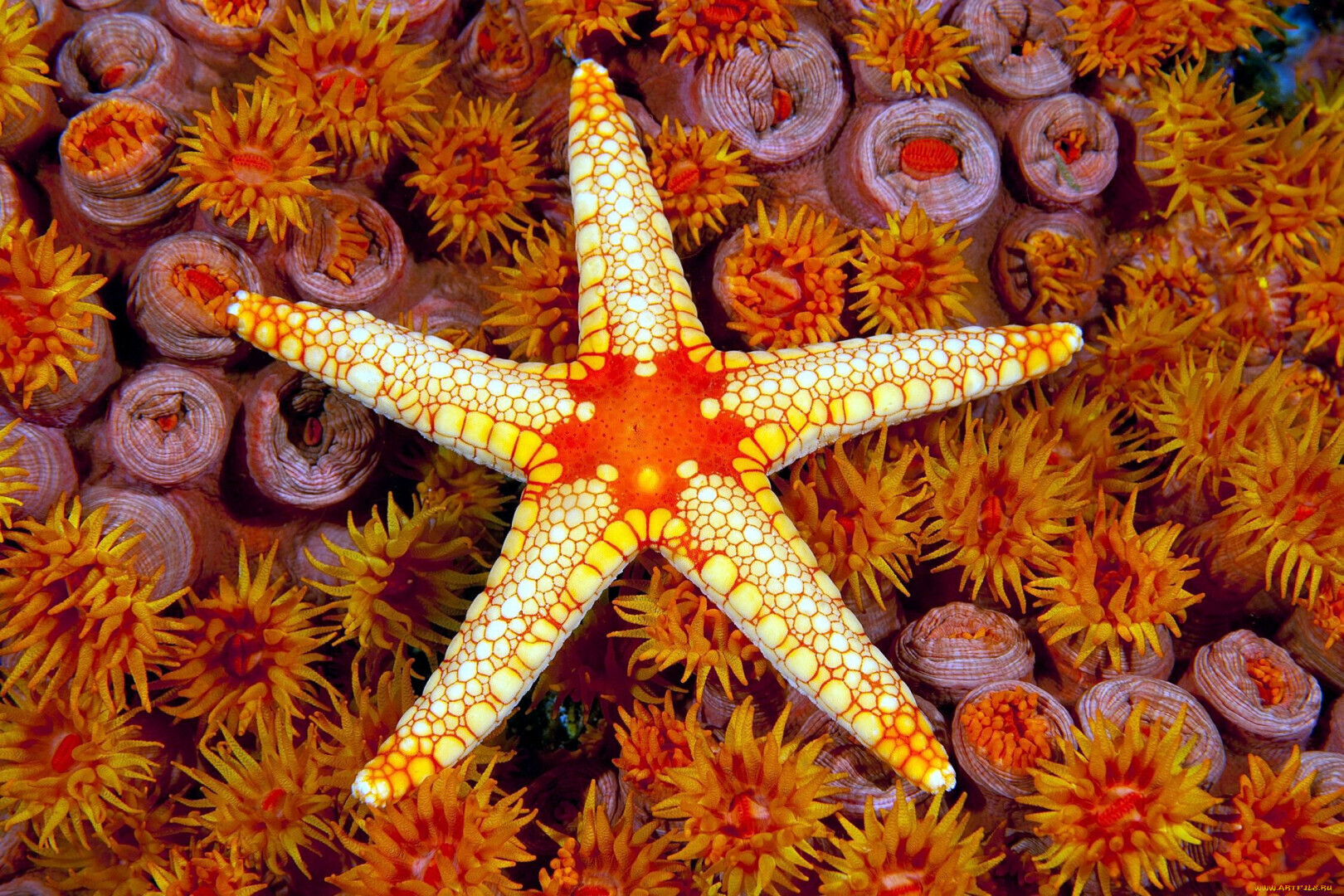 море и морская звезда