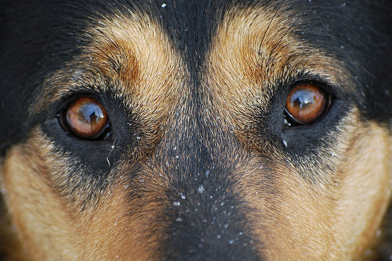 Почему собака плачет. Глаза собаки. Бездомные собаки. Глаза бездомной собаки. Собака с карими глазами.