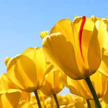  Низамиева Ольга Александровна, г. Киров