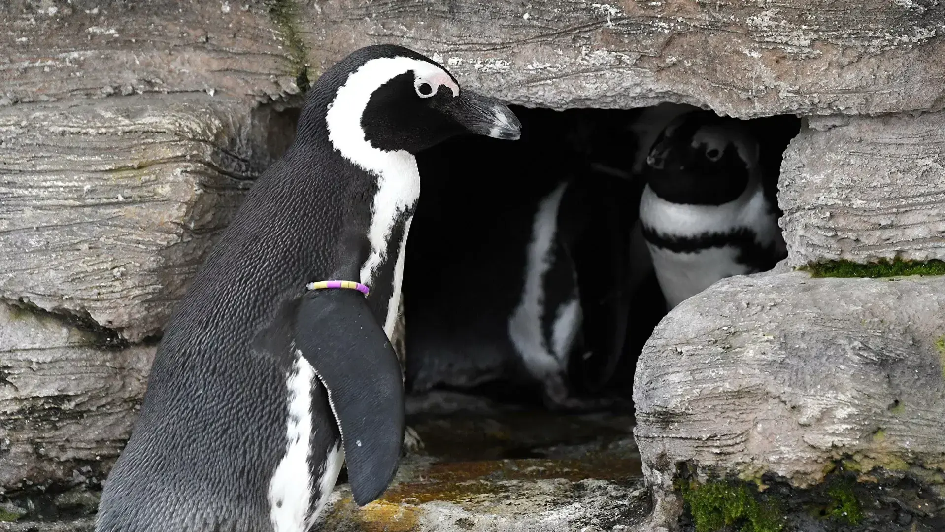 Можно вам сказать я хочу увидеть пингвина очкового