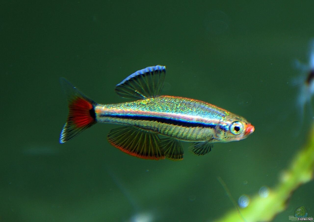 Кардинал Tanichthys albonubes