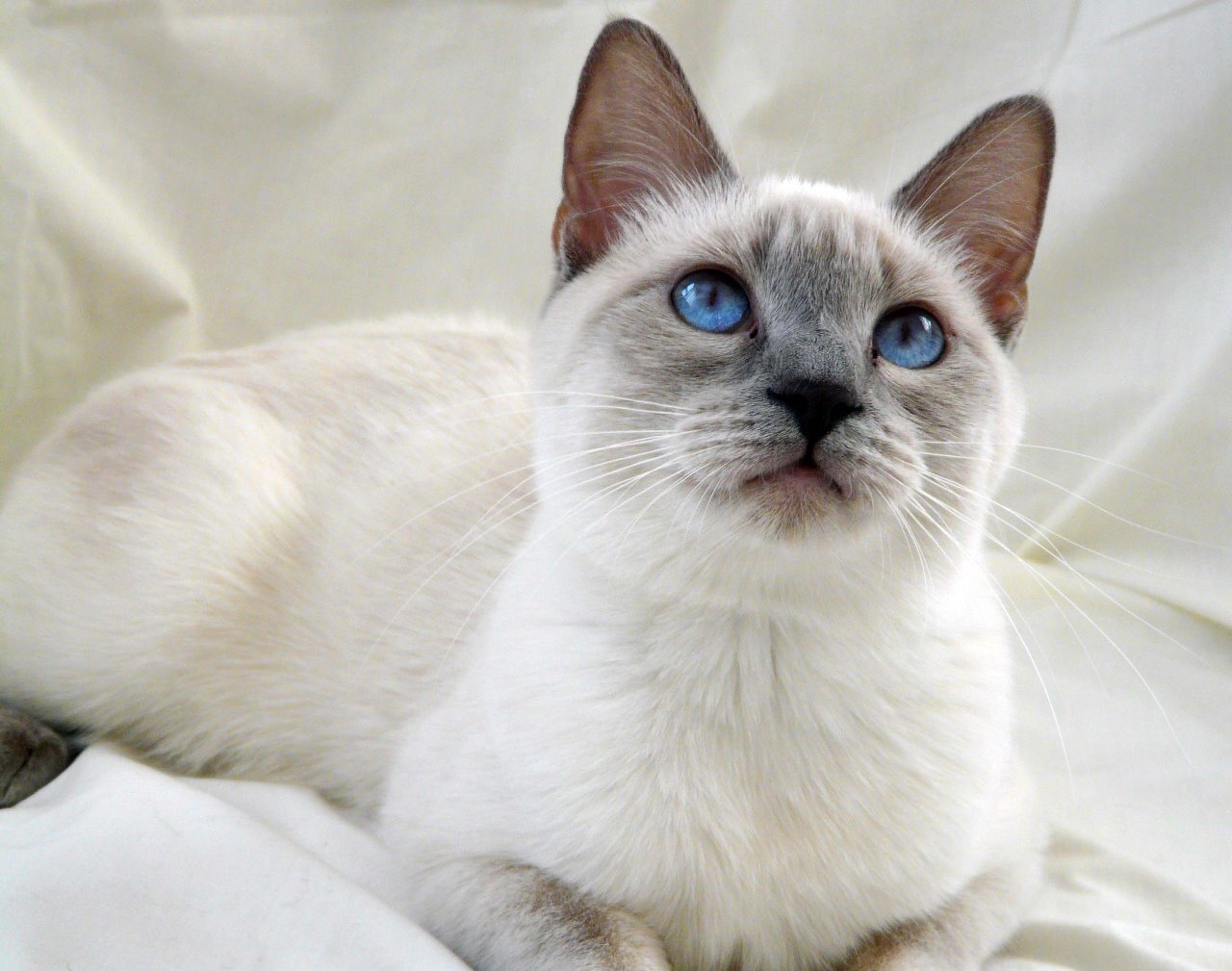 Кошки с голубыми глазами фото и название породы