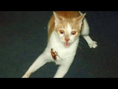 Сделайте свой день с этими забавными и милыми животными