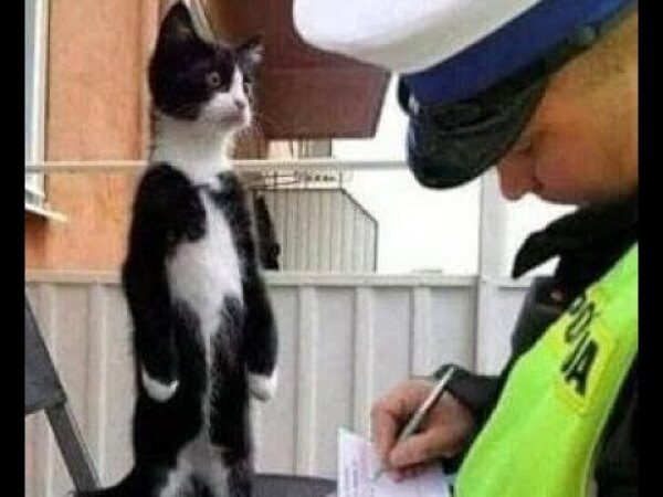 Камеди Клаб Харламов Батрутдинов Скороход «Чинововирус