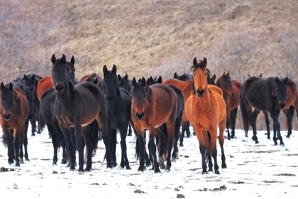 Лошади продажа в ставропольском крае фото