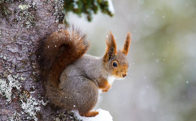 14 января 2022 года Обрезание Господне, Старый Новый год