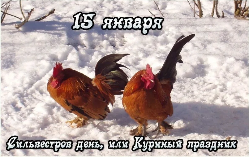 Куриный день