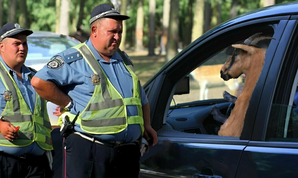 Прикольные картинки про гаи